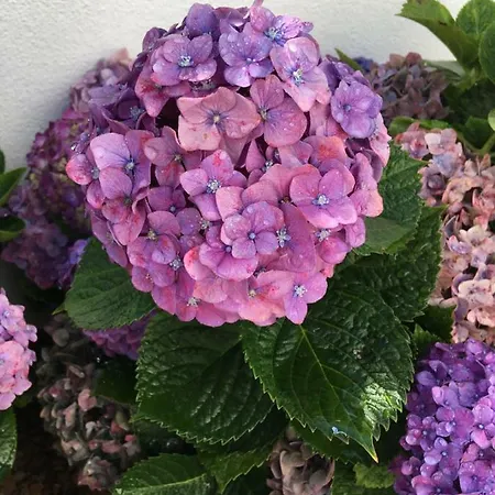 Casa Hortensias Ponta Delgada