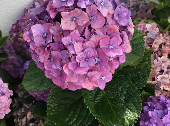 Casa Hortensias Ponta Delgada